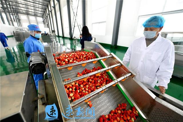 鲜果深加工奏响"富民曲"