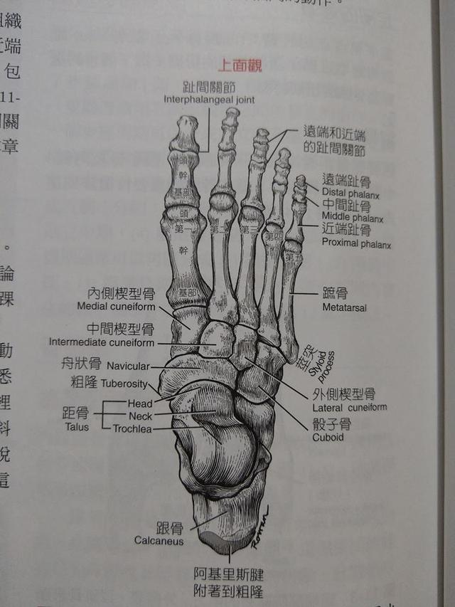 脚趾头结构图图片