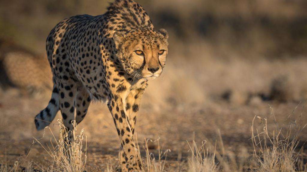 【每日一招】猎豹出击