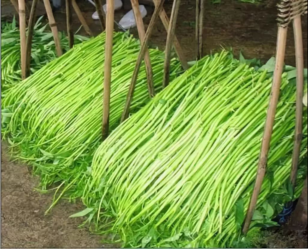 南宁62玉林铁路建设提速,全程仅40分钟,沿线将停靠这些地方!_广西