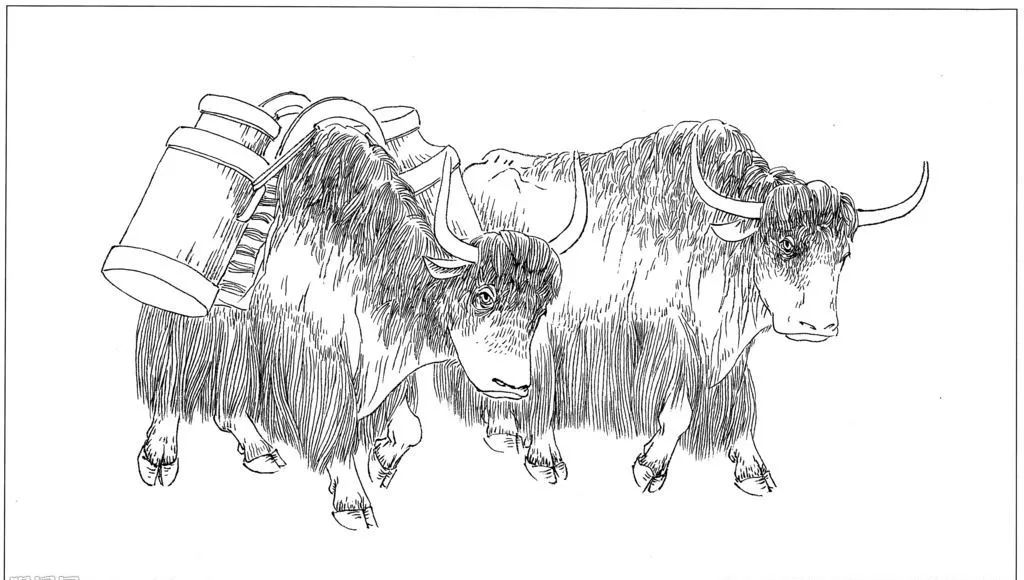 青藏高原牦牛带给现代社会的启示