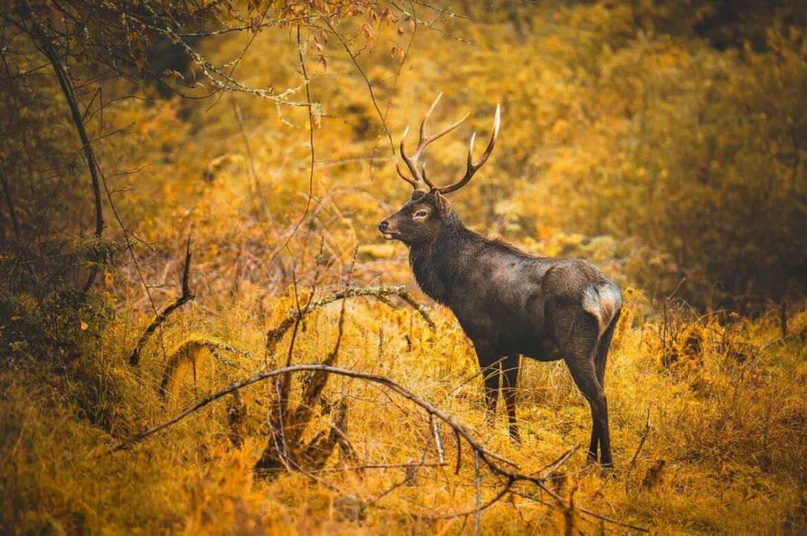 时隔两年!我国云南再现濒危生物"黑鹿",足以证明没有灭绝