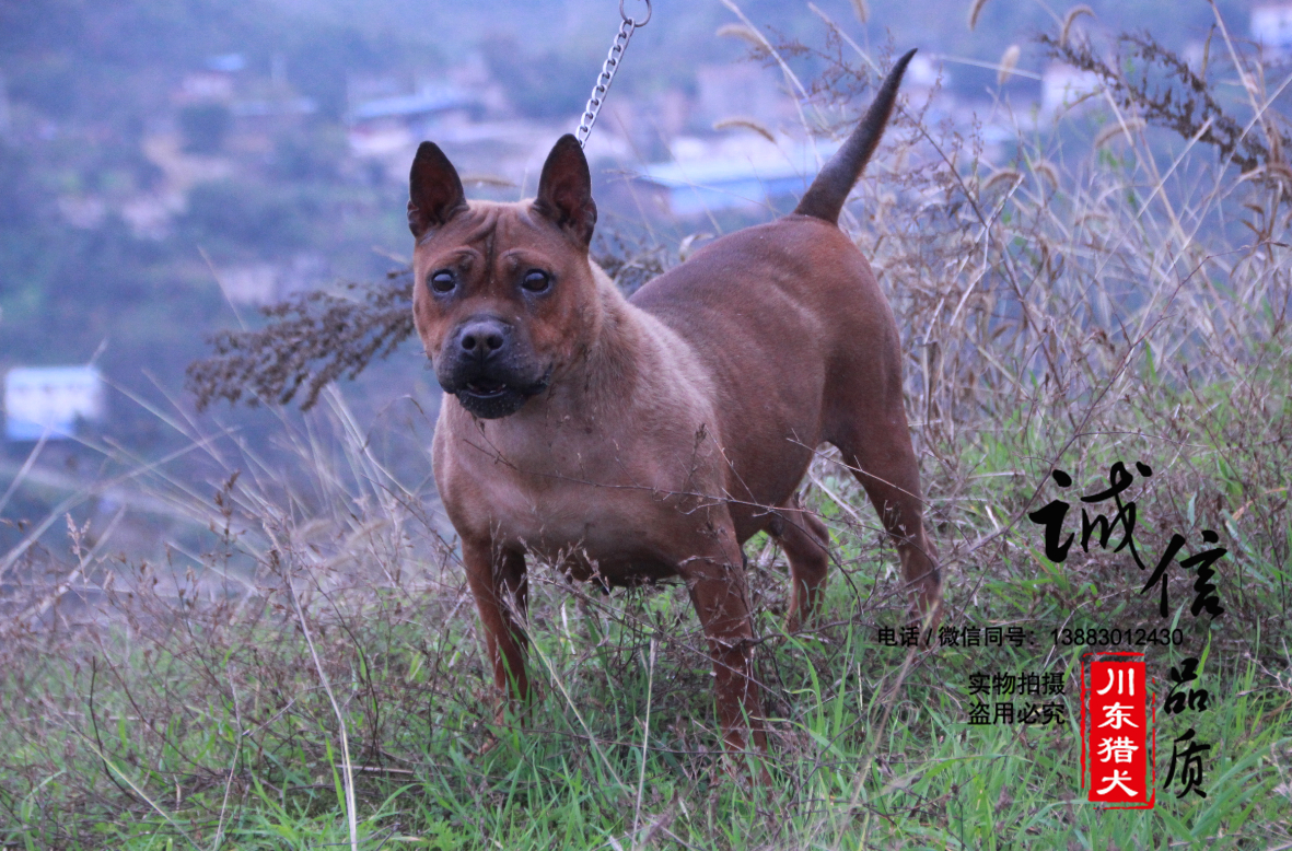 原来我们的川渝地区的川东猎犬有着这么牛逼的高贵血统