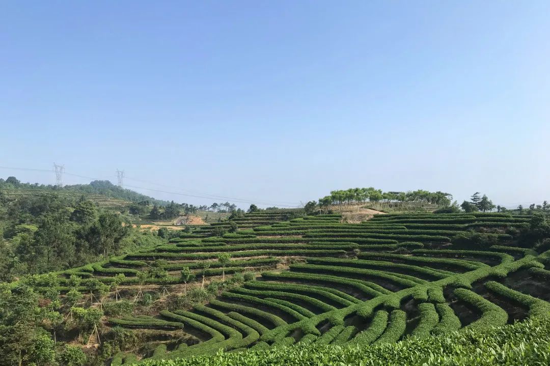 小茶叶里做大文章长龙镇走出茶旅融合发展新模式