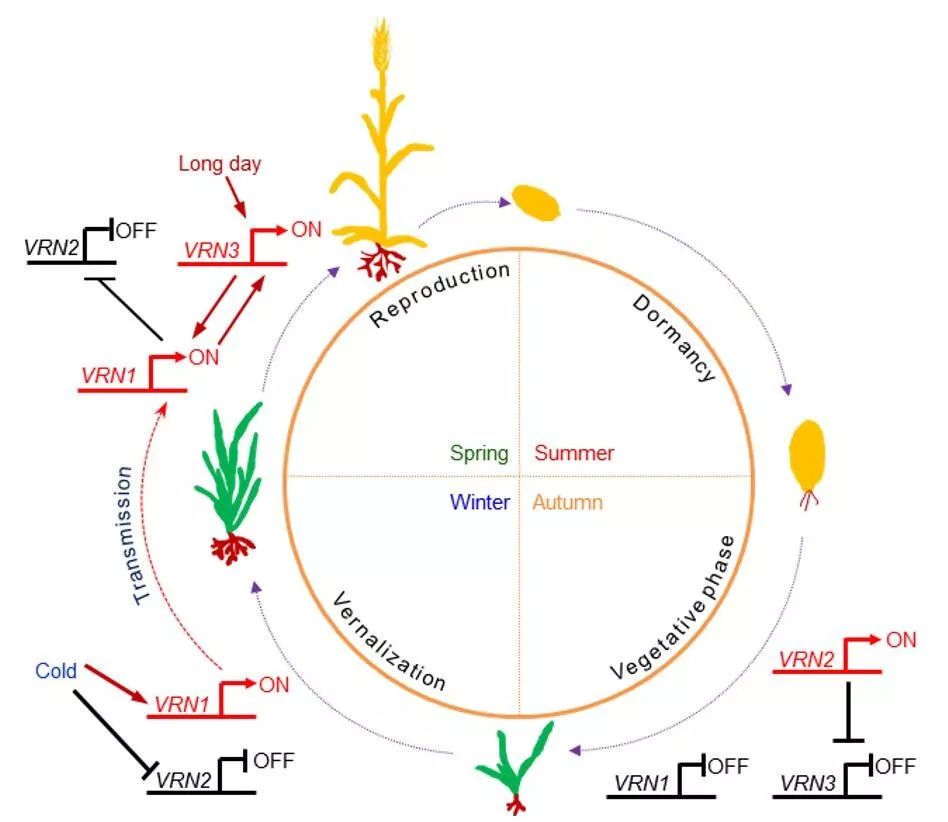 何跃辉课题组发表越冬植物“春化作用”的分子与表观遗传调控机制综述文章