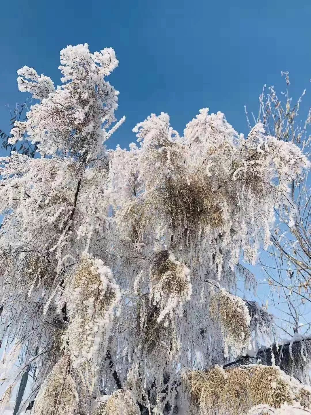 东河一景雪树银花