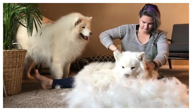 主人帮狗狗梳毛梳完一只就腰酸背痛网友养的是羊吧