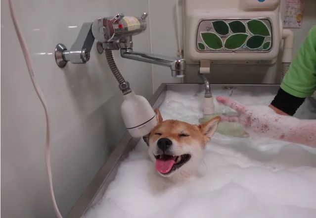 网友分享他带柴犬去洗澡做泡泡浴的照片.