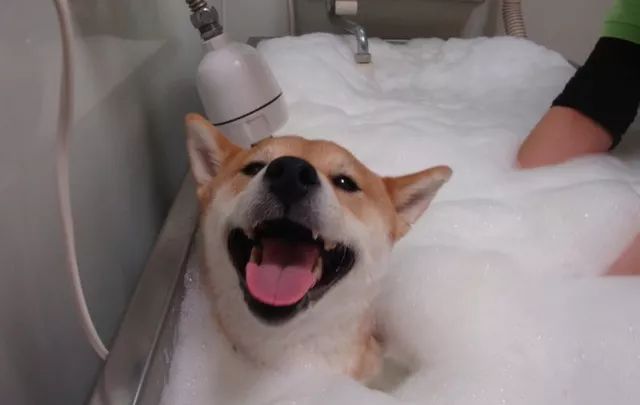 网友分享他带柴犬去洗澡做泡泡浴的照片.