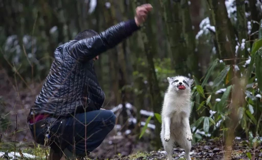 恩施惊现"人狐传奇",白狐下山报恩不走了!