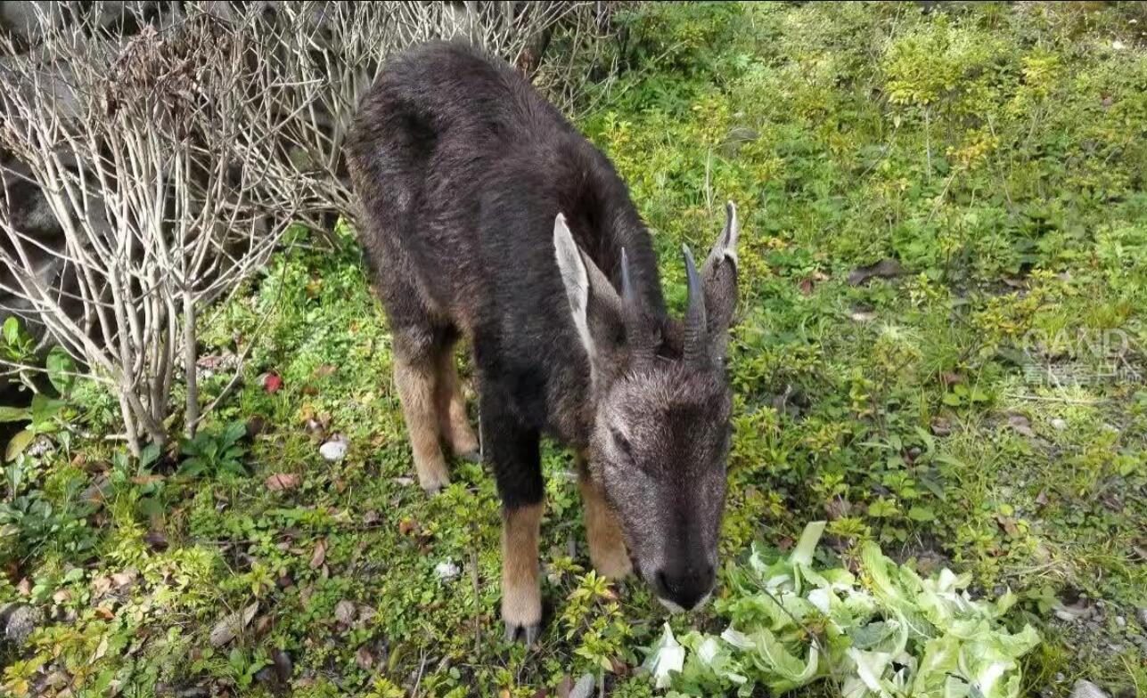 时隔两年我国云南再现濒危生物黑鹿足以证明没有灭绝