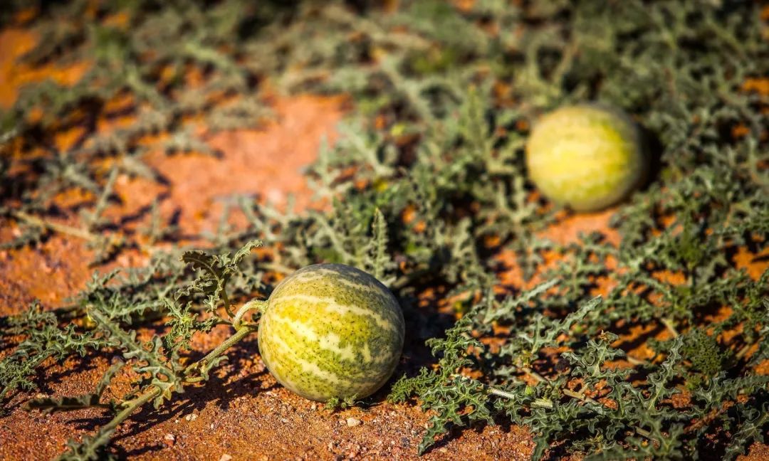 野西瓜是产于新疆戈壁荒漠的一种药物,可以用于治疗
