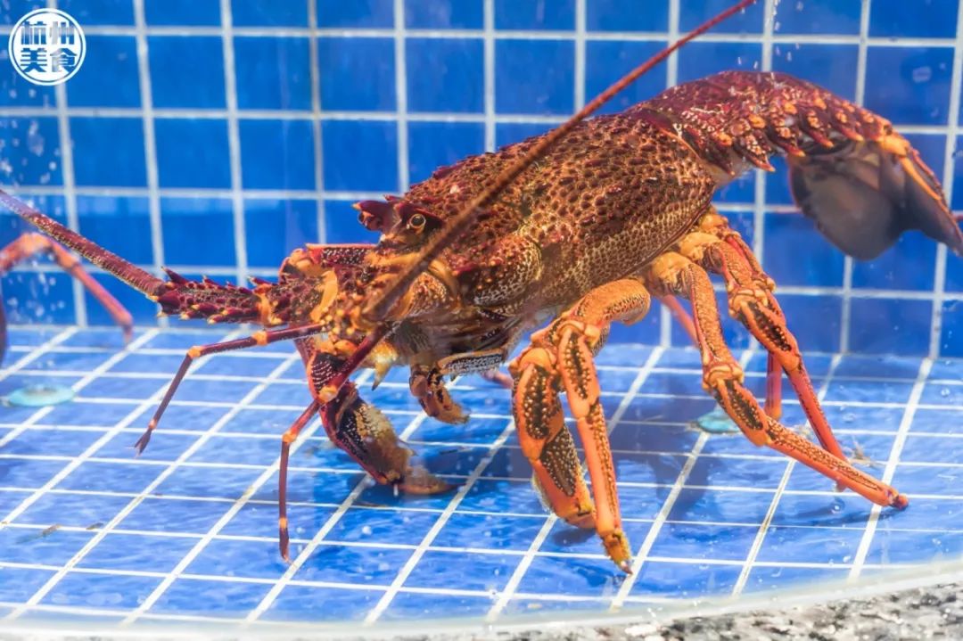 0元吃帝王蟹2000㎡巨型生鲜渔市空降城西全城zui大海鲜零售一站式吃上