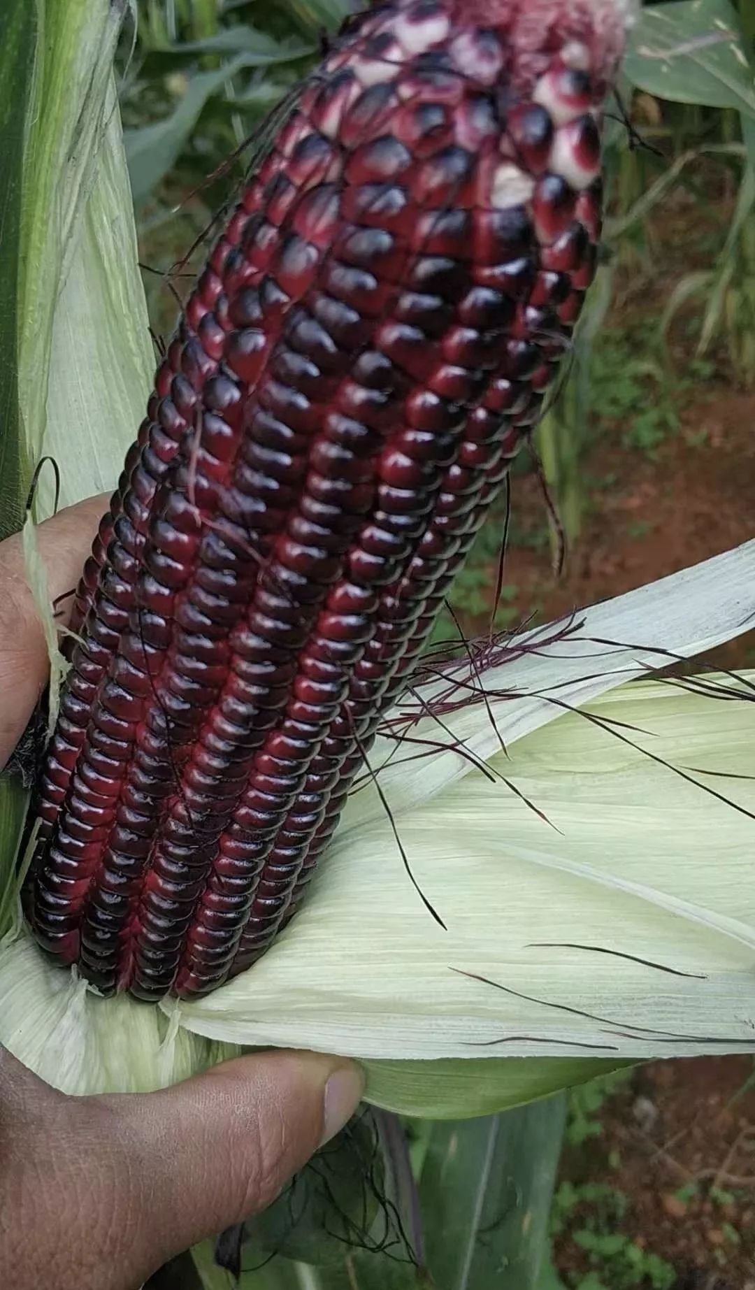 这种全身带有满满花青素的紫玉米你了解多少?