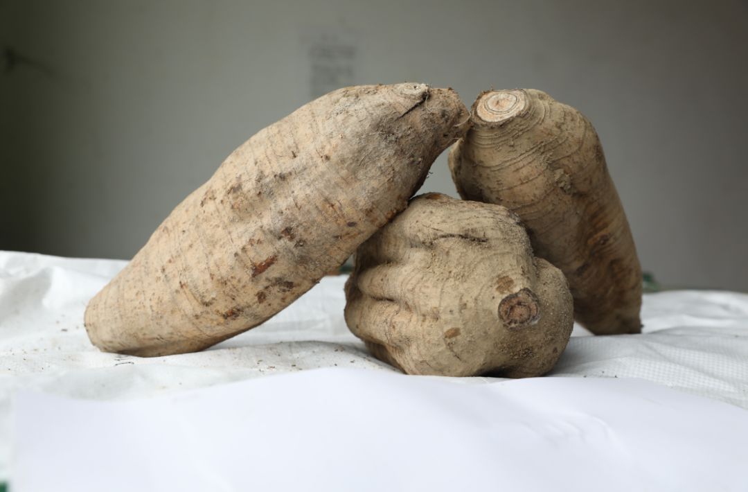 明天汤塘竹山粉葛节开幕听听乡村新闻官推介