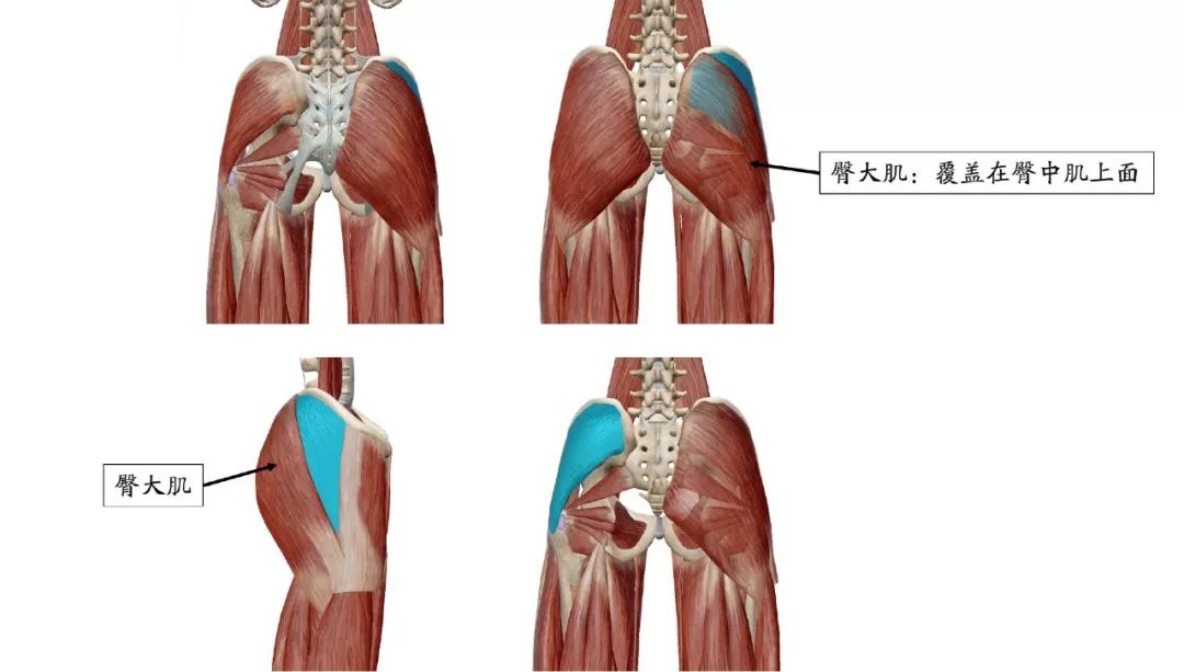臀部解剖位置图图片
