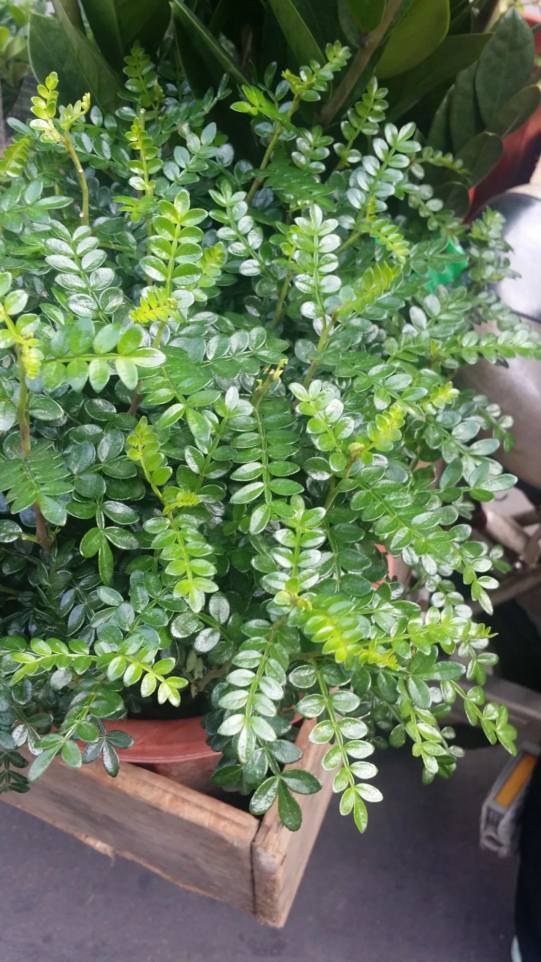 作者:黎云昆树木档案:清香木,亦称紫油木,香叶树,对节皮(云南,昆明