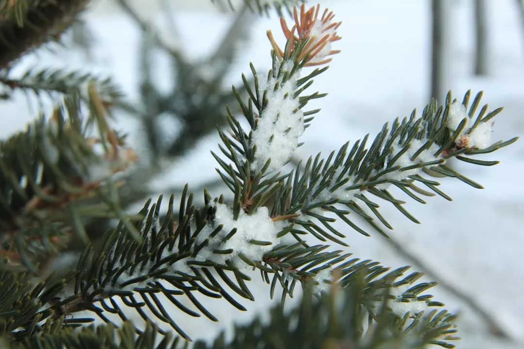 素雪晓凝华图片