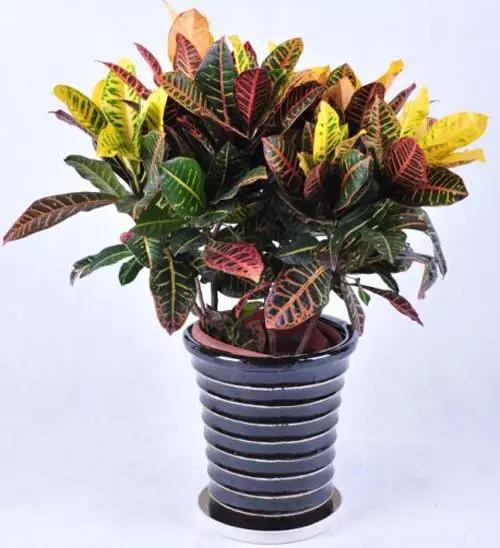 大变叶木&times;1