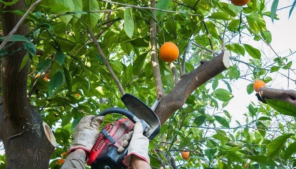 柑橘冬季修剪技术图片