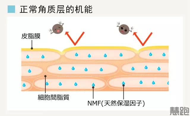 跑者拒絕蒼老:怎樣在風吹日曬地跑步中保護皮膚?_細胞層