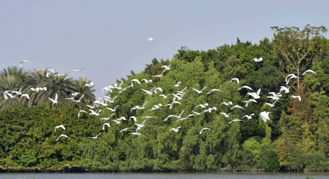 广州城央这一幕,被拍到高清大图._白鹭上