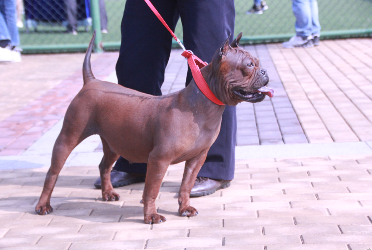 川东猎犬杂交图片