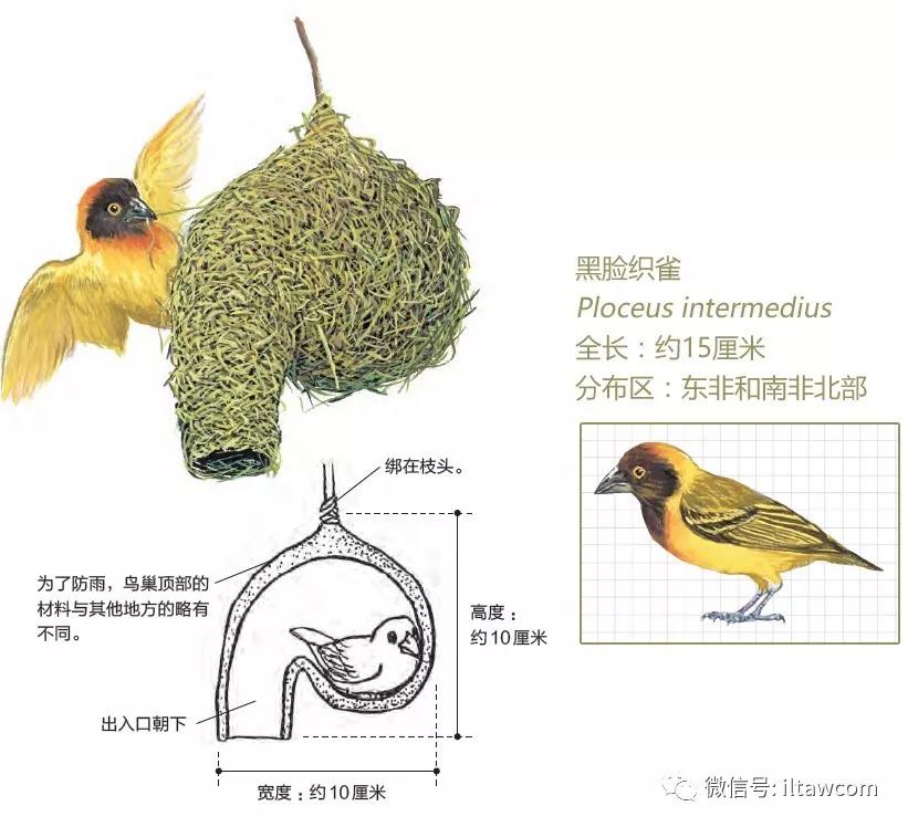 这些动物大家都认识，它们的巢穴和内部构造你知道吗？_鸟巢