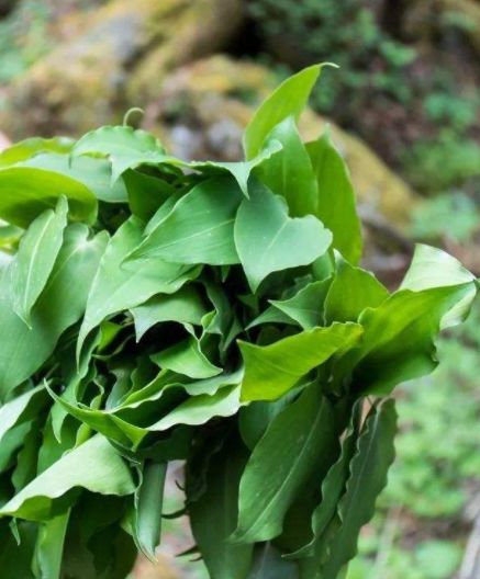 有补血益气,延缓衰老,祛风止血功效,主防治跌打损伤,瘀血肿痛,衄血