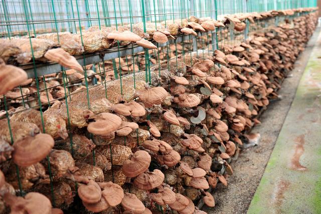 食用菌种植小课堂:如何从源头防止食用菌种植中的杂菌污染