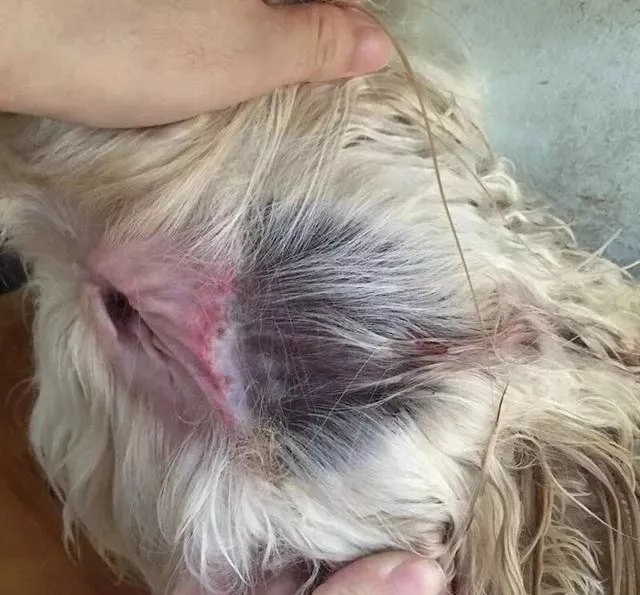 狗狗脱毛的五大原因:科莱施皮虫消解决体外寄生虫引起的"脱发"