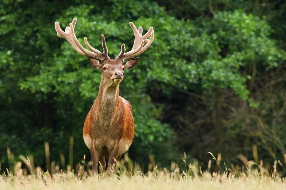 时隔两年!我国云南再现濒危生物"黑鹿",足以证明没有灭绝