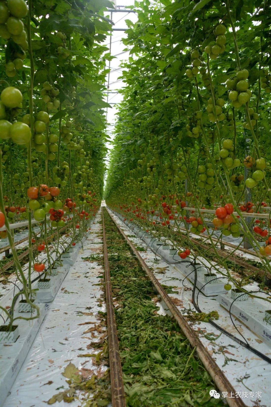 一亩地产12万斤西红柿,一株西红柿的蔓张2米高,如何看待荷兰的温室里