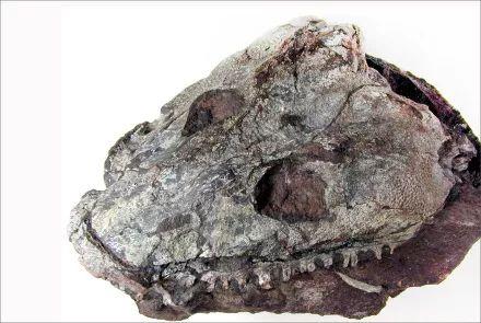 鱼石螈化石图片