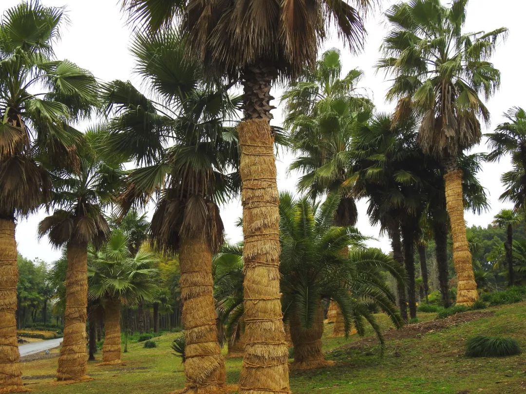 上海植物园以冬季之寂谱鼠年之彩