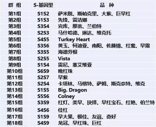樱桃树建园不可忽略的要点