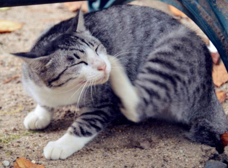 挠痒痒的猫咪