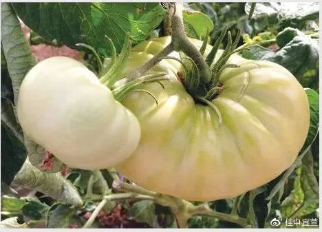 号称美白的白番茄是个什么鬼