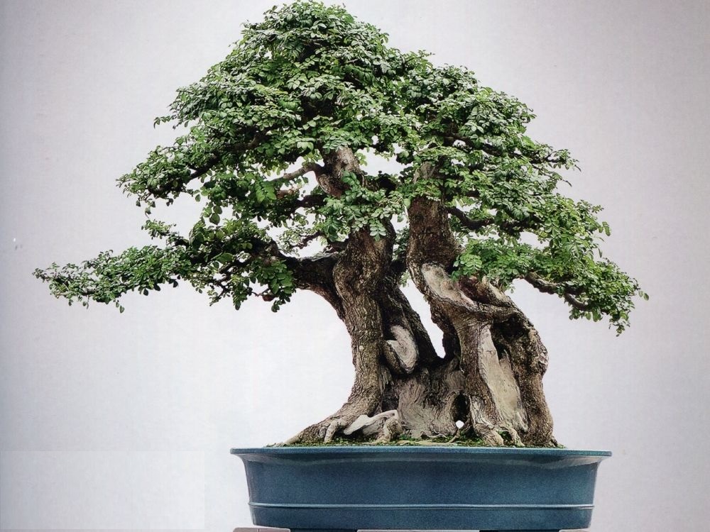 疯长的扦插对节白蜡经过师傅造型后惊为天人_盆景