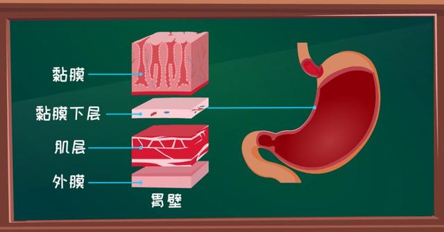 好好的胃為啥潰瘍了腹痛惡心背後真相是胃潰瘍發病機制動漫