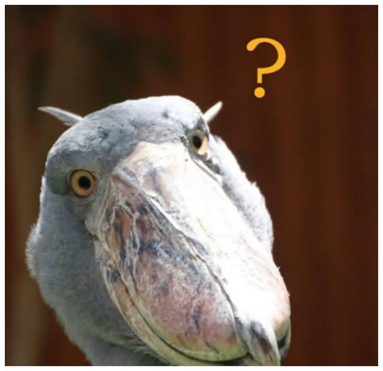 鸟中憨憨冠军,被称作"鸟中哈士奇",又称"鞋拔子鸟"