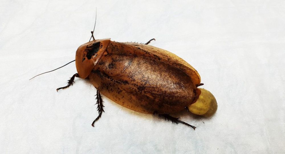 原创俄兽医为雌蟑螂做卵鞘摘除手术