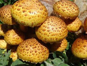 珍稀食用菌黄伞,喜欢什么样的生长环境?