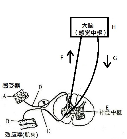 什么崴脚怎么又崴脚了快来看看怎么才能不崴脚了