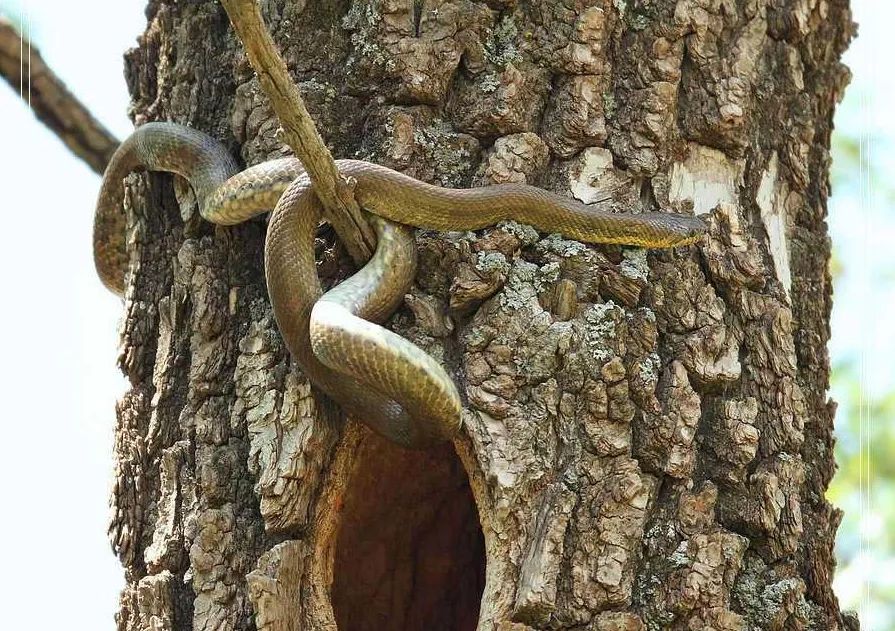 碧云天下|雀蛇的传说