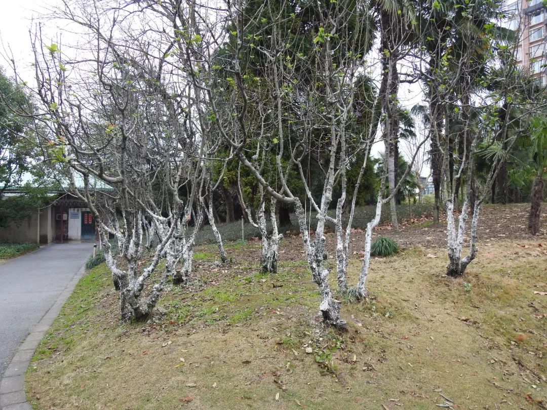 上海冬季动植物状态图片