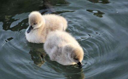 圆明园黑天鹅宝宝又有新成员啦 小家伙们要加油长大呀