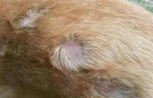 狗狗脱毛的原因科莱施皮虫消治疗体外寄生虫引起的脱发