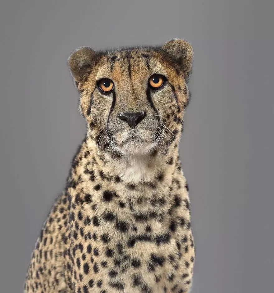 我敢打赌你没有见过这样帅气的大猫!_nias