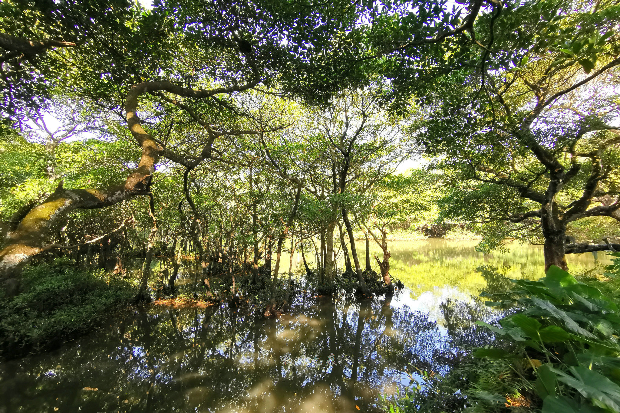 文昌红树林风景区图片